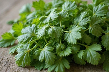 Isang malapitang larawan ng mga sariwang halamang gamot na nakahanda para sa pagproseso, na may malinis at natural na pakiramdam